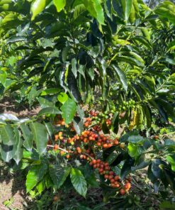 קולומביה LA ESPERANZA AJI BOURBON HONEY