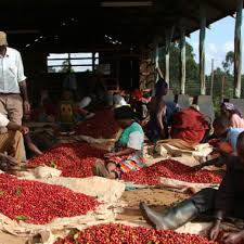 אתיופיה Yirgacheffe Tore Badiya Natural