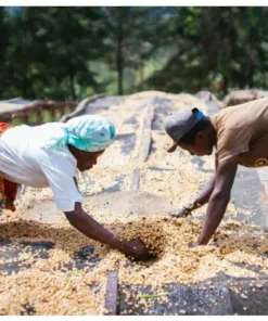 קניה Kagumo washed