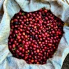 אל סלוודור Ojo De Agua Elite Bourbon Anaerobic
