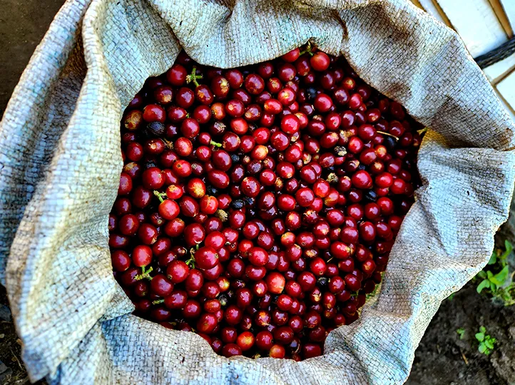 COV---COFFEE---EL-SALVADOR---CHERRY-1