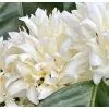 cov---coffee---el-salvador---flower-1