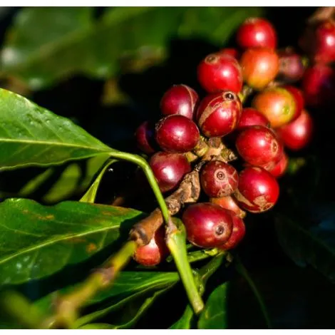 kenya-coffee--sasini-estate-natural-2_1