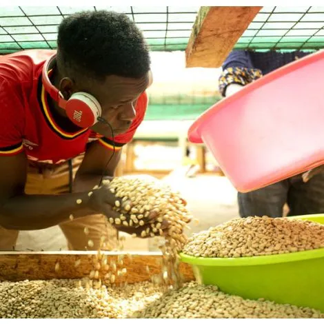 uganda-coffee-generic-washed-1_4