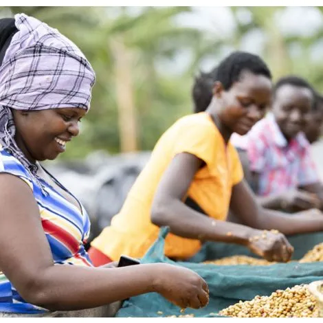 uganda-coffee-sipi-tangwen-honey-sl14-sl28-4_1