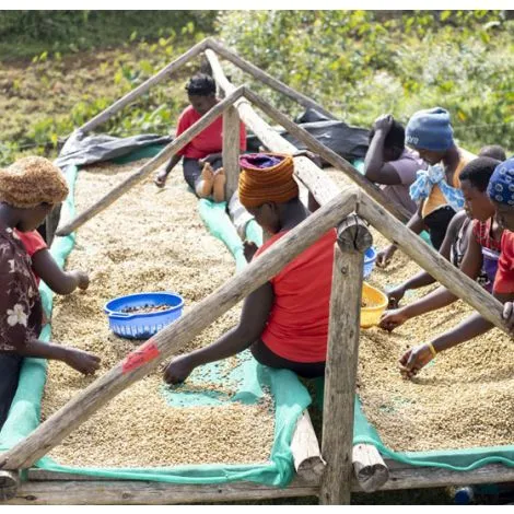 uganda-coffee-sipi-tangwen-washed-sl14-sl28-2_5