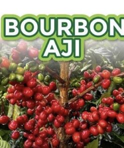 קולומביה VILLA BETULIA AJI BOURBON NATURAL
